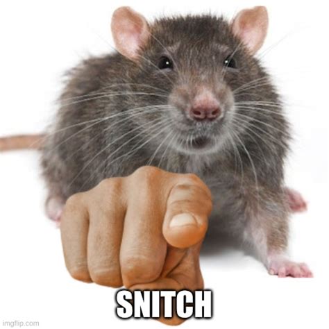 snitch gif|snitch meme pics.